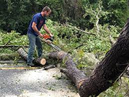 Best Commercial Tree Services  in Montrose Ghent, OH